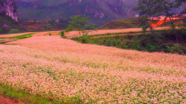 Vẻ đẹp sắc màu cánh đồng hoa tam giác mạch ở Hà Giang